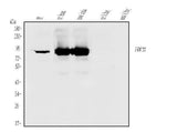 Anti-PKC gamma/PRKCG Antibody Picoband® Boster Bio