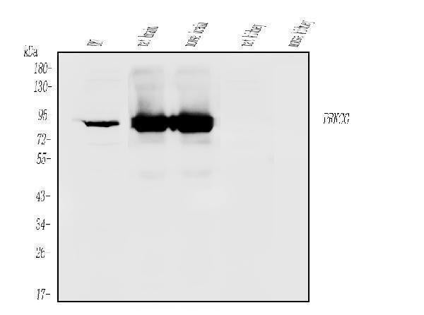 Anti-PKC gamma/PRKCG Antibody Picoband® Boster Bio