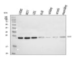Anti-RAB5A/B/C Antibody Picoband® Boster Bio