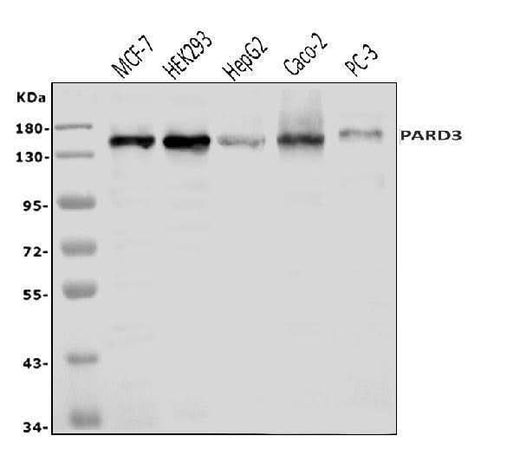 Anti-PAR-3/PARD3 Antibody Picoband® Boster Bio