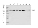 Anti-CDC25B Antibody Picoband® Boster Bio