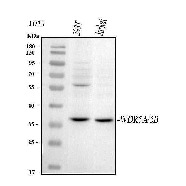 Anti-WDR5 Antibody Picoband® Boster Bio