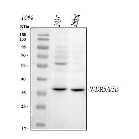 Anti-WDR5 Antibody Picoband® Boster Bio