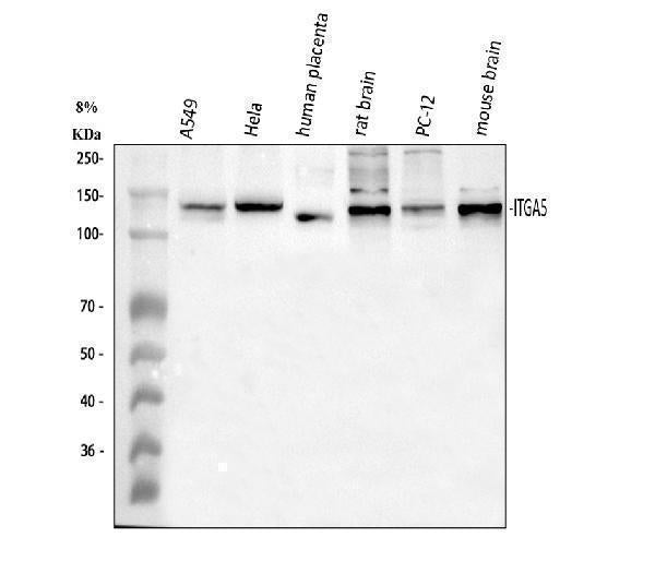 Anti-Integrin alpha 5/ITGA5 Antibody Picoband® Boster Bio