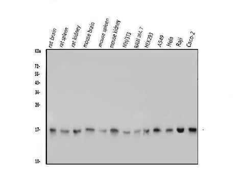 Anti-TTC11/FIS1 Antibody Picoband® Boster Bio