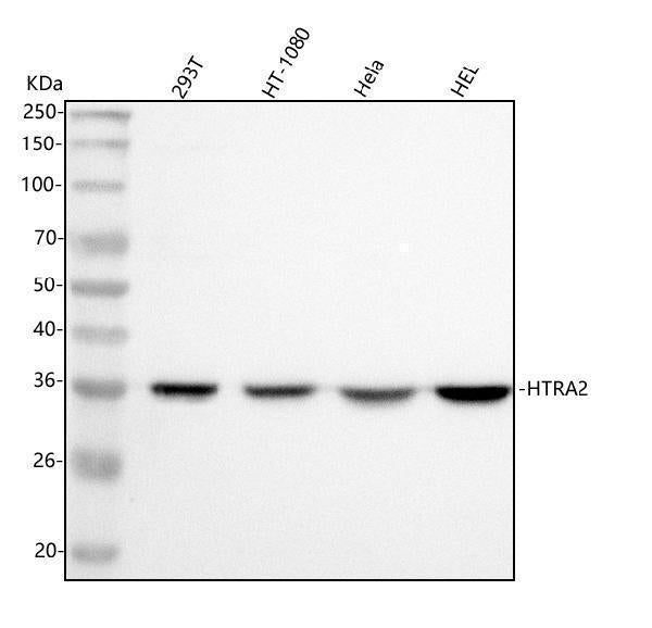 Anti-HTRA2 Antibody Picoband® Boster Bio