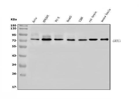 Anti-TORC1/CRTC1 Antibody Picoband® Boster Bio