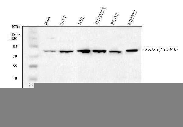 Anti-PSIP1 Antibody Picoband® Boster Bio