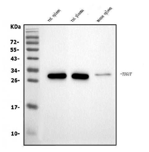 Anti-Tigit Antibody Picoband® Boster Bio