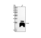 Anti-S100P Antibody Picoband® Boster Bio