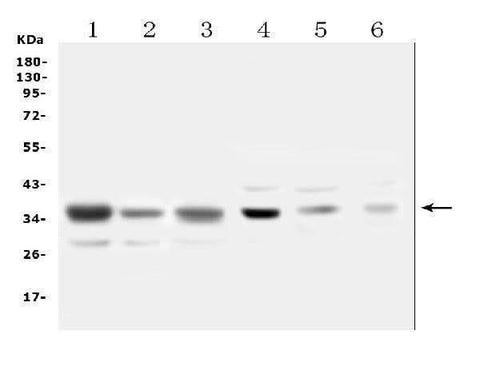 Anti-SFRP1 Antibody Picoband® Boster Bio