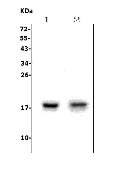 Anti-FAT10/UBD Picoband® Antibody Boster Bio