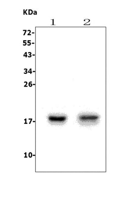 Anti-FAT10/UBD Picoband® Antibody Boster Bio