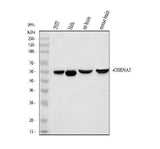 Anti-Nicotinic Acetylcholine Receptor alpha 3/CHRNA3 Antibody Picoband® Boster Bio