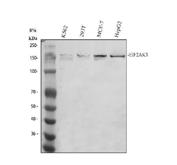 Anti-PERK/EIF2AK3 Antibody Picoband® Boster Bio