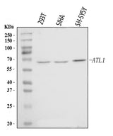 Anti-SPG3A/ATL1 Antibody Picoband® Boster Bio