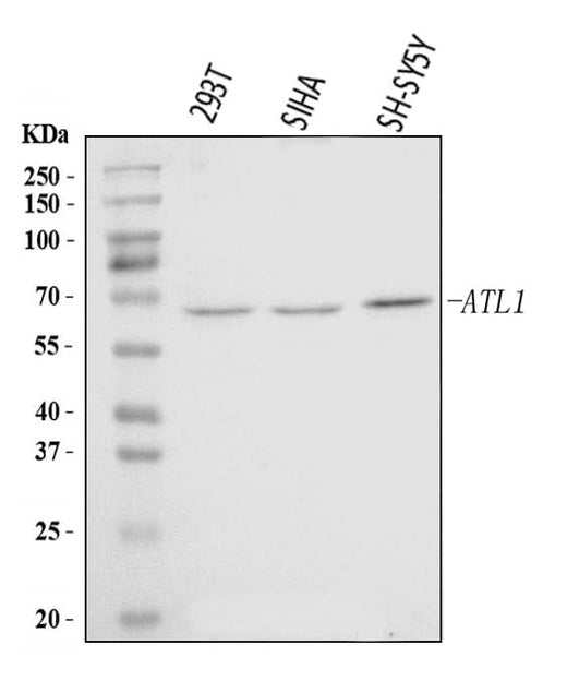 Anti-SPG3A/ATL1 Antibody Picoband® Boster Bio