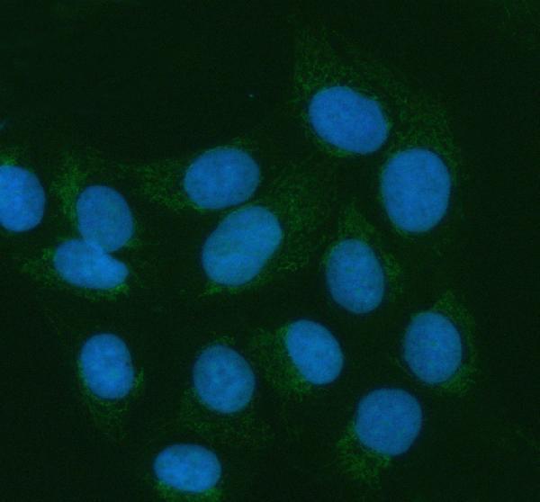 Anti-ATL1 Antibody Picoband® Boster Bio