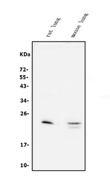 Anti-Prosurfactant Protein C/SFTPC Antibody Picoband® Boster Bio