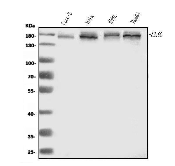 Anti-AS160/TBC1D4 Antibody Picoband® Boster Bio