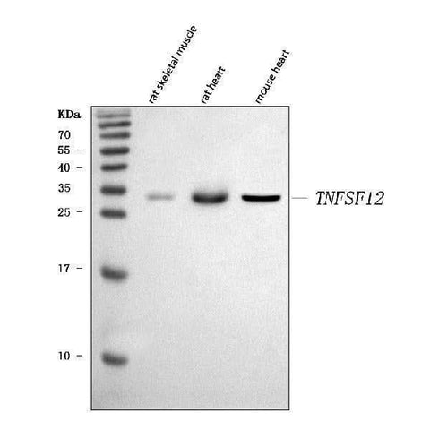 Anti-TWEAK/Tnfsf12 Antibody Picoband® Boster Bio