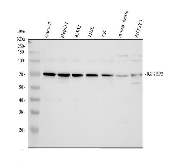 Anti-IGF2BP2 Antibody Picoband® Boster Bio