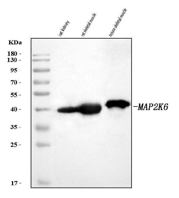 Anti-MKK6/MAP2K6 Antibody Picoband® Boster Bio