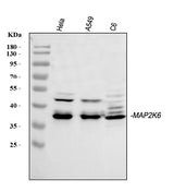 Anti-MEK6/MAP2K6 Antibody Picoband® Boster Bio