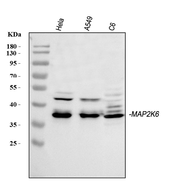 Anti-MEK6/MAP2K6 Antibody Picoband® Boster Bio