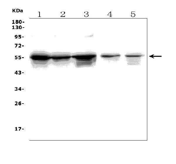 Anti-TLR1 TRIM6 Antibody Picoband® Boster Bio