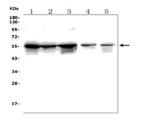 Anti-TLR1 TRIM6 Antibody Picoband® Boster Bio