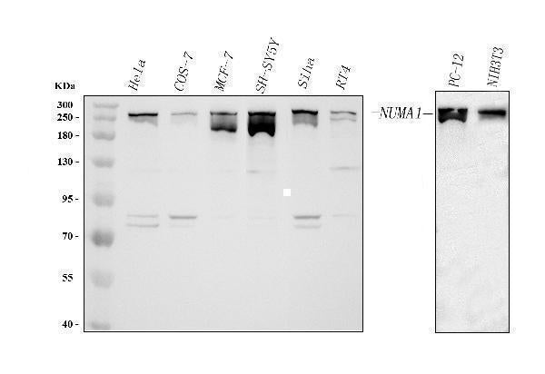 Anti-NUMA/NUMA1 Antibody Picoband® Boster Bio