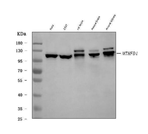 Anti-MTHFD1 Antibody Picoband® Boster Bio
