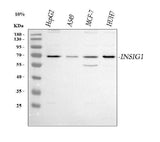Anti-INSIG1 Antibody Picoband® Boster Bio