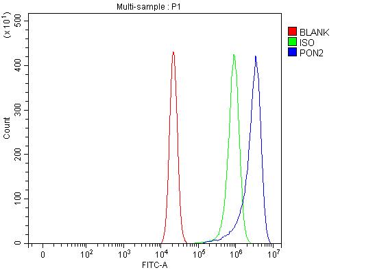 Anti-PON2 Antibody Picoband® Boster Bio