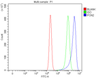 Anti-PON2 Antibody Picoband® Boster Bio