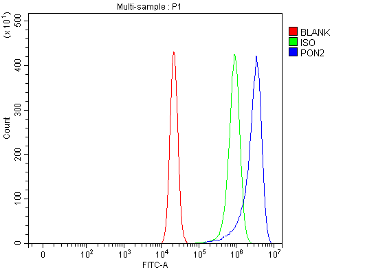Anti-PON2 Antibody Picoband® Boster Bio