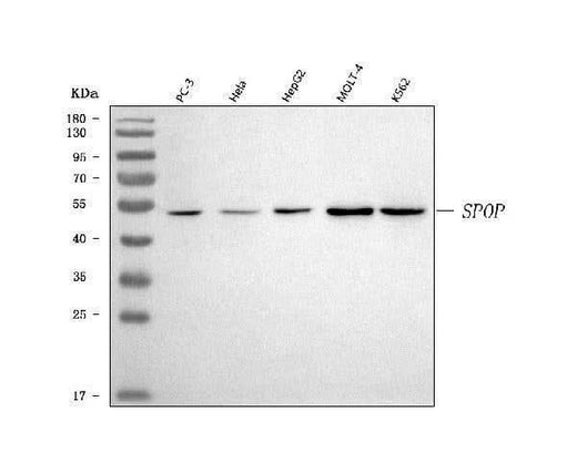 Anti-SPOP Antibody Picoband® Boster Bio