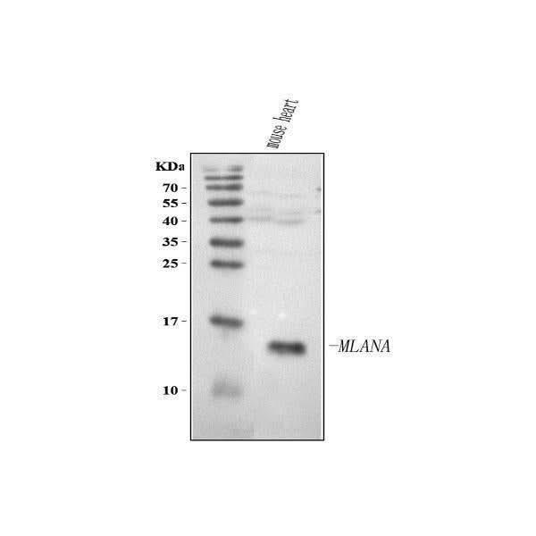 Anti-Melan-A/MLANA Antibody Picoband® Boster Bio