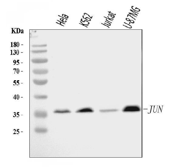 Anti-c-Jun/JUN Antibody Picoband® Boster Bio