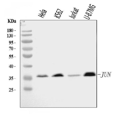 Anti-c-Jun/JUN Antibody Picoband® Boster Bio