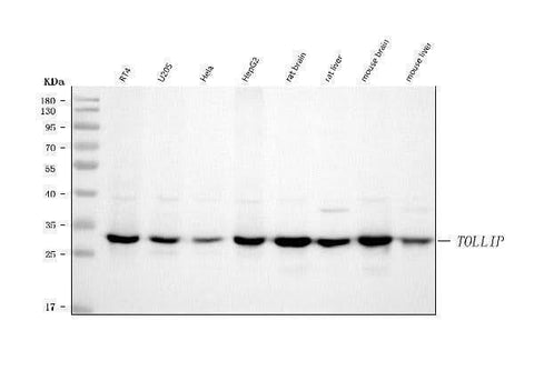 Anti-TOLLIP Antibody Picoband® Boster Bio