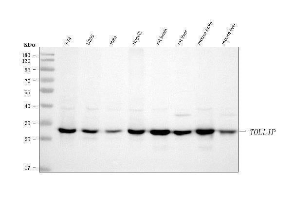 Anti-TOLLIP Antibody Picoband® Boster Bio