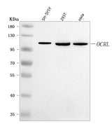 Anti-OCRL Antibody Picoband® Boster Bio