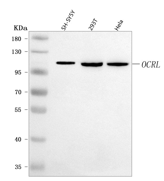 Anti-OCRL Antibody Picoband® Boster Bio