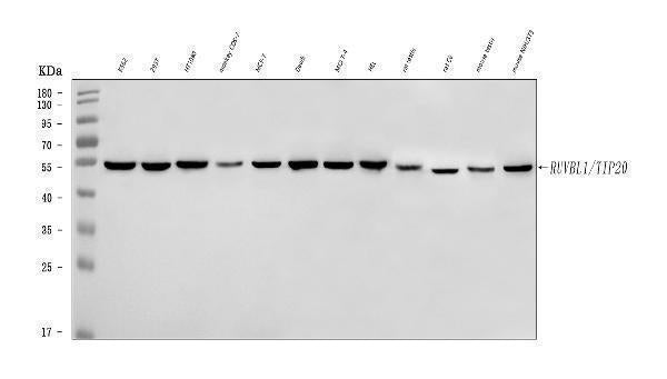 Anti-TIP49A/RUVBL1 Antibody Picoband® Boster Bio