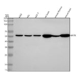 Anti-MATK Antibody Picoband® Boster Bio