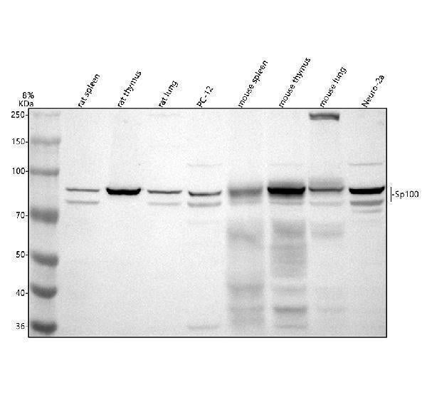 Anti-SP100 Antibody Picoband® Boster Bio