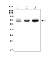 Anti-PICALM Picoband® Antibody Boster Bio