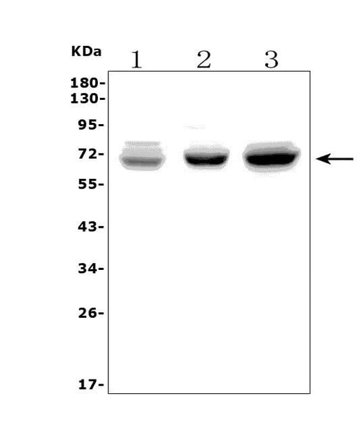Anti-PICALM Picoband® Antibody Boster Bio